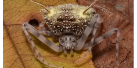 Nueva especie de araña amazónica sorprende por imitar a hongos que matan arácnidos