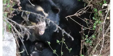 Detectan enfermedades y lesiones en osos andinos silvestres de Ecuador