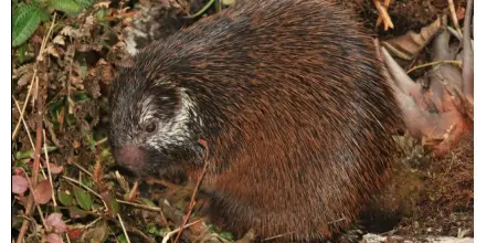Científicos describen nueva especie de puercoespín en el Parque Nacional Sangay