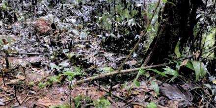 Sucumbíos: reportan nuevo derrame de petróleo en la comunidad Tigre Playa