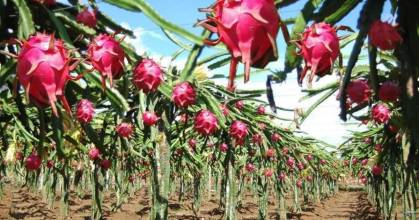 Perú impulsa con luces LED la producción anual de pitahaya