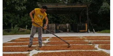 El secado de granos puede consumir hasta el 50 % de la energía en la producción agrícola