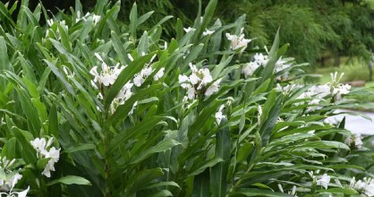 Científicos identifican plantas no nativas e invasoras de ecosistemas en los Andes 