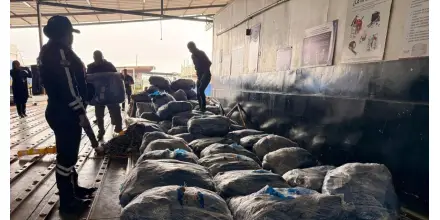 Detectan envío ilegal de casi 22 mil aletas de tiburón desde Guayaquil hacia Asia