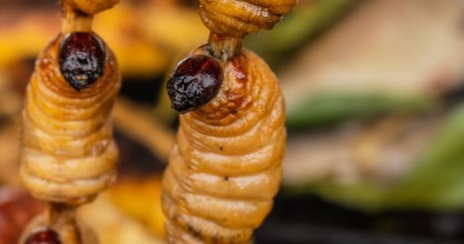 Los chontacuros o mayones, un tesoro culinario de Ecuador