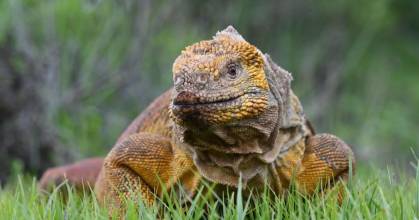 Avances científicos en Galápagos impulsan conservación de la iguana rosada 