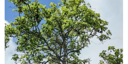 Expertos avanzan en proyecto para salvar planta endémica de Galápagos