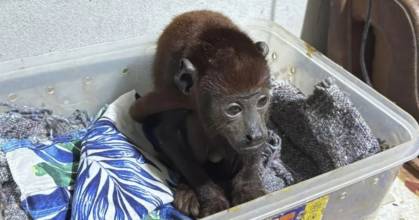 Perú: Red de tráfico ilegal de especies silvestres fue desarticulada