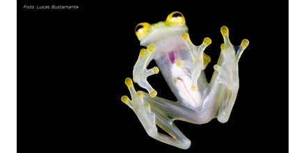 Dos nuevas especies de ranas de cristal fueron descubiertas en Ecuador