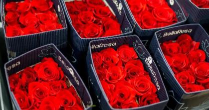 Con flores de Ecuador y Colombia como protagonistas se festeja el Día de Sant Jordi 