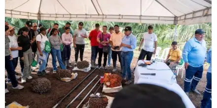 Productores de Orellana reciben capacitación técnica sobre cultivo de palma aceitera