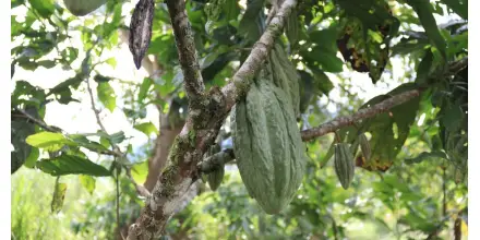 Nuevo clon de cacao promete mayor productividad en Ecuador