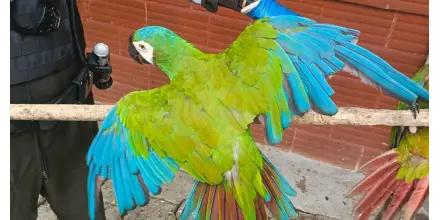Recuperan aves y tortugas silvestres en controles contra el tráfico ilegal 