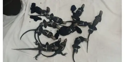 Capturan en Guayaquil a tres personas por tráfico ilegal de iguanas de Galápagos