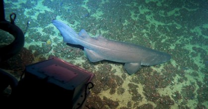 El Corredor Marino del Pacífico Este Tropical recibe $ 16 millones para su conservación