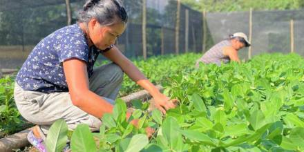 El cultivo de maní es promovido en Tena