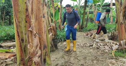 Ecuador avanza en biotecnología para proteger al banano