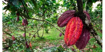Exportaciones de cacao en Ecuador caen a su nivel más bajo en casi dos años