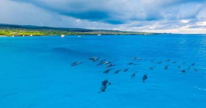 100 delfines fueron avistados nadando cerca de isla Floreana
