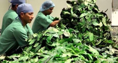 India ha crecido este año como mercado para la guayusa ecuatoriana