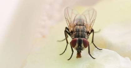 Hallan en Ecuador a especie de mosca registrada antes en Brasil, Costa Rica y Venezuela 