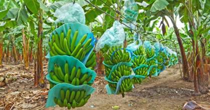 Ecuador busca ampliar mercado bananero en Japón