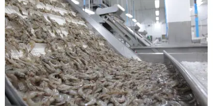 El modelo del camarón en Ecuador: una ruta de diversificación que mira Nigeria