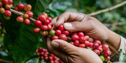 Lluvias reducirán producción y exportación de café en Colombia