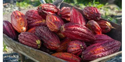 Mars y ofi impulsan producción de cacao sostenible en Ecuador 