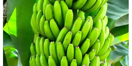 EE.UU. analiza reducir aranceles a café y banano