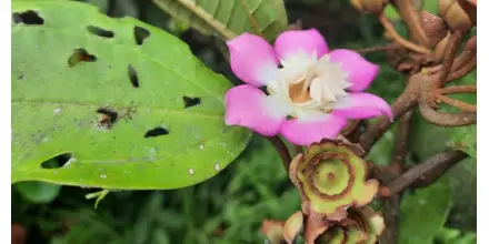 Ecuador descubre tres nuevas especies de plantas y raros métodos de polinización