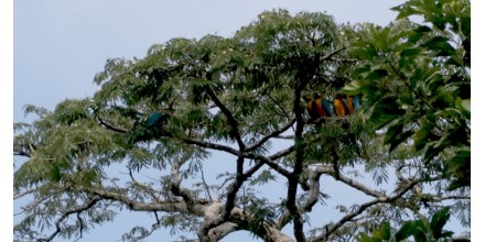 Reino Unido anuncia protección para hábitats de biodiversidad en el mundo, incluido Ecuador 