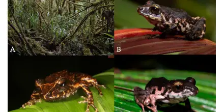 Una nueva especie de rana fue descubierta en Pastaza y Napo