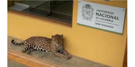 Rescatan a un jaguar herido en la Amazonia colombiana