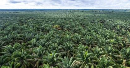 Ecuador abastece 75 % de la demanda mundial de palmito