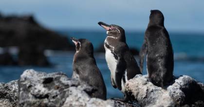 55 años de monitoreo revela sorprendente resiliencia de pingüino de Galápagos
