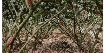 Calor extremo presiona al agro y podría impactar la producción en Ecuador