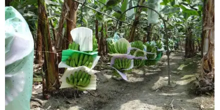 Exportaciones de banano de Ecuador arrancan 2026 con alza cercana al 10%