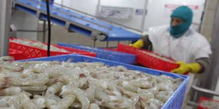 Exportaciones de camarón lideran ingresos externos y evidencian cambio en la economía ecuatoriana