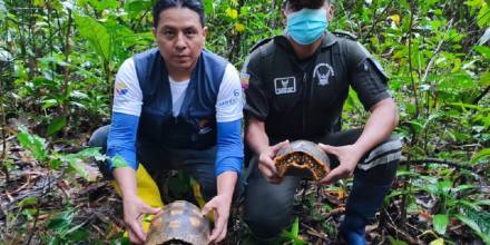57 tortugas fueron liberadas en el Parque Nacional Yasuní