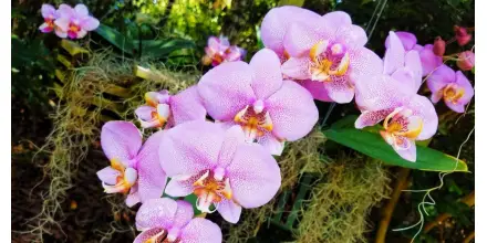Perú ratificó compromiso con conservación de 3.000 especies de orquídeas