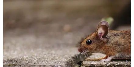 Qué es el hantavirus y por qué vuelve a estar bajo vigilancia