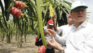La pitahaya entra en crisis