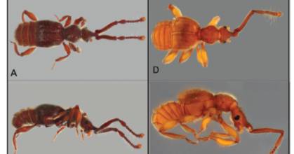 12 nuevas especies de escarabajos fueron descritas en Ecuador