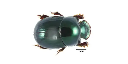 Identifican 62 especies de escarabajos clave para el equilibrio ecológico de la Amazonía ecuatoriana