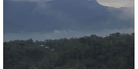 Ecuador perdió 33.000 hectáreas de bosque natural en 2025, según Global Forest Watch