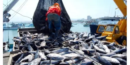Ecuador enfrenta caída de precios del atún