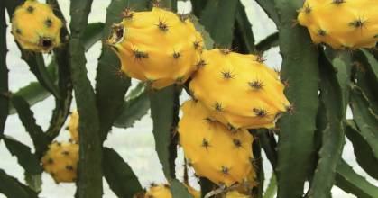 La pitahaya ecuatoriana regresa a Perú