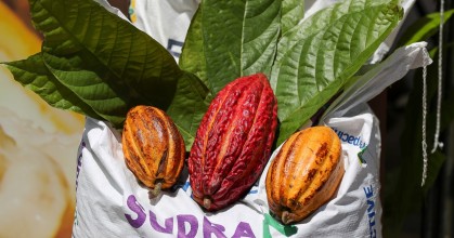 Los precios del cacao se disparan internacionalmente y Ecuador sonríe