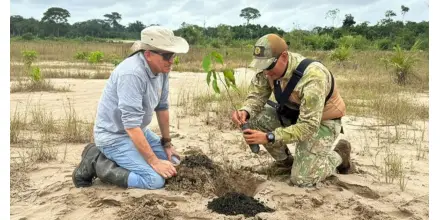 20 hectáreas afectadas por minería ilegal fueron reforestadas en Madre de Dios